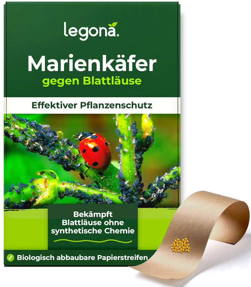 Marienkäferlarven gegen Blattläuse