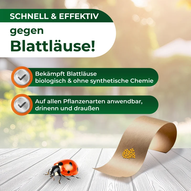 Marienkäferlarven gegen Blattläuse