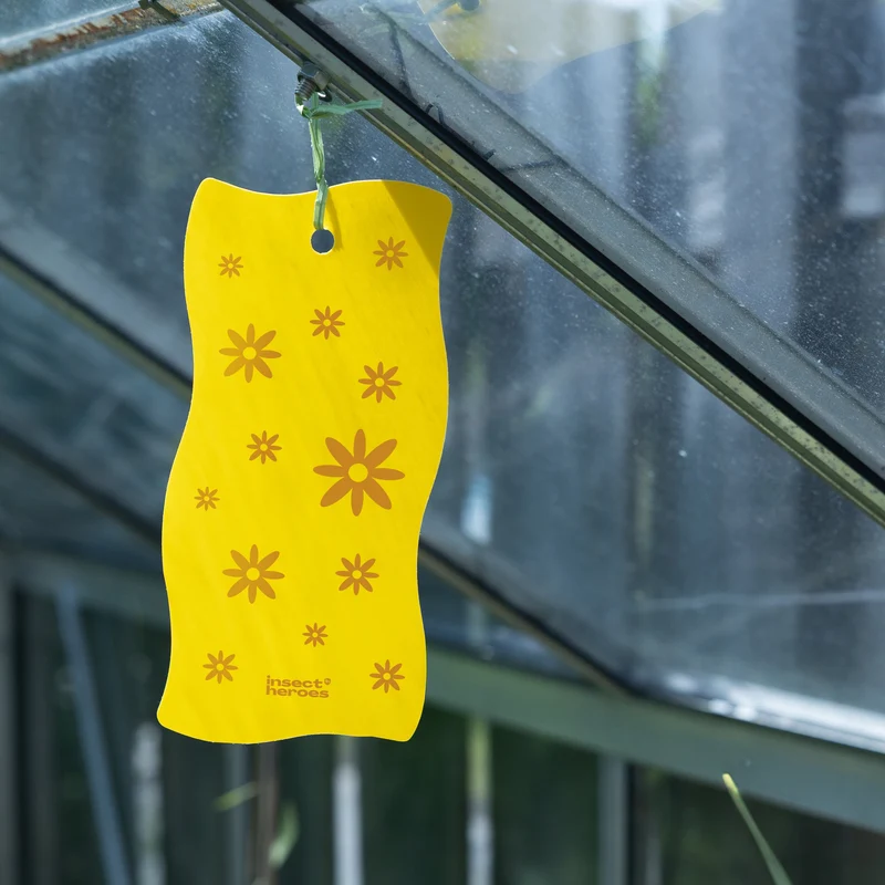 Sticky Leaf Flower - gegen Trauermücken