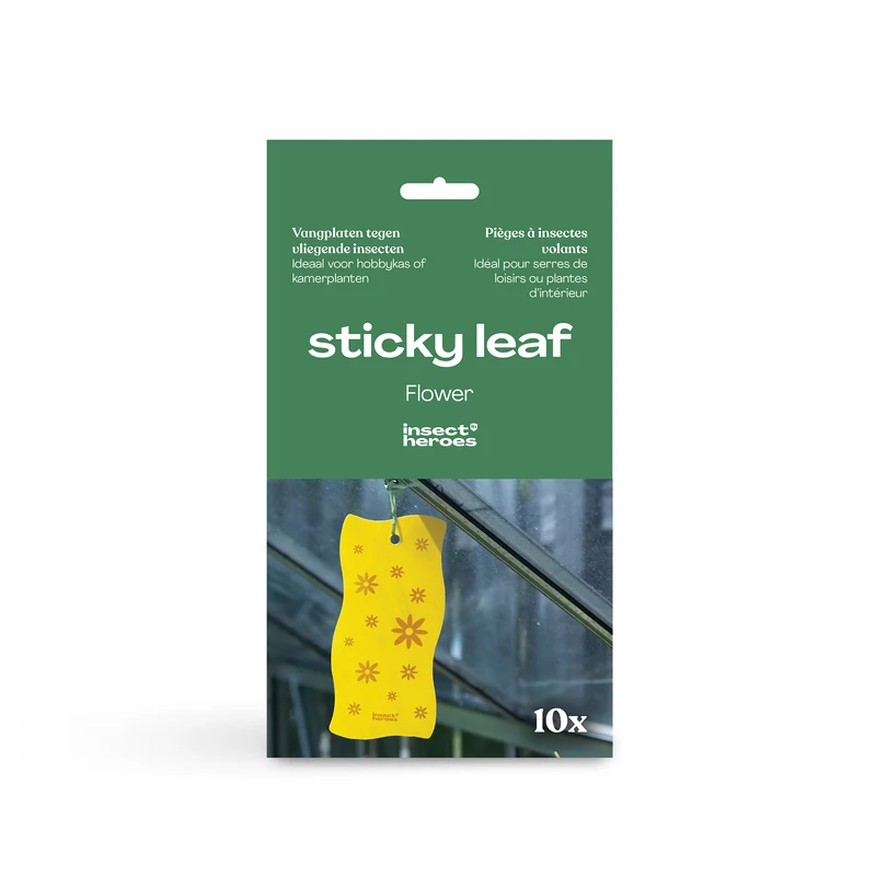 Sticky Leaf Flower - gegen Trauermücken