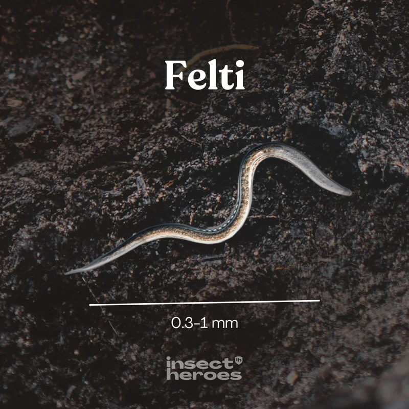 Felti - gegen Schnakenlarven