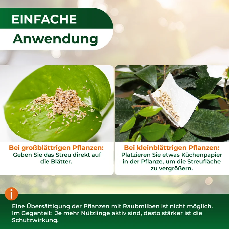 Raubmilben gegen Spinnmilben
