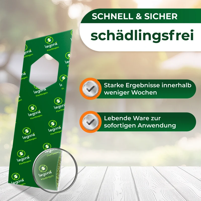Florfliegenlarven gegen Blattläuse und Thripse