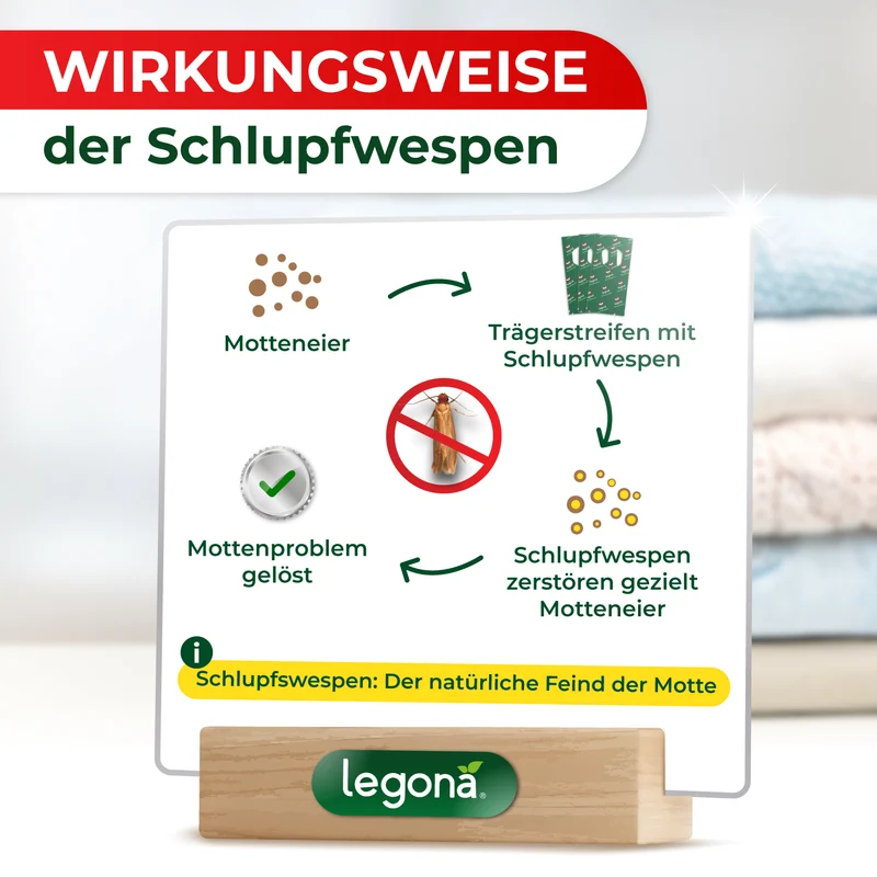 Schlupfwespen gegen Kleidermotten