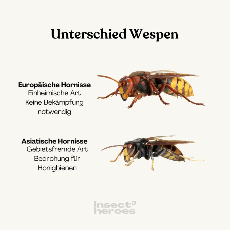 Lockstoff – gegen Asiatische Hornissen und Wespen