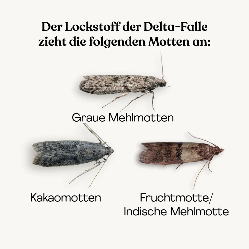 Delta Trap Lockstoff - gegen Lebensmittelmotten