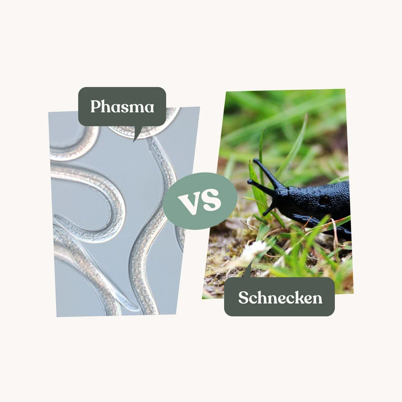 Phasma - gegen Schnecken