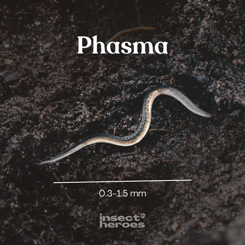 Phasma - gegen Schnecken