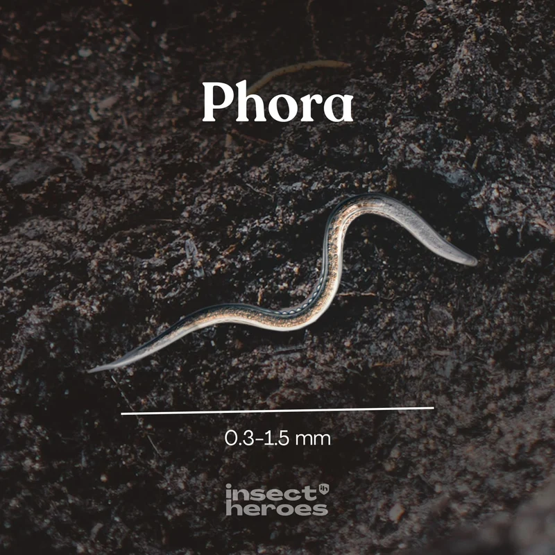 Phora- gegen Engerlinge