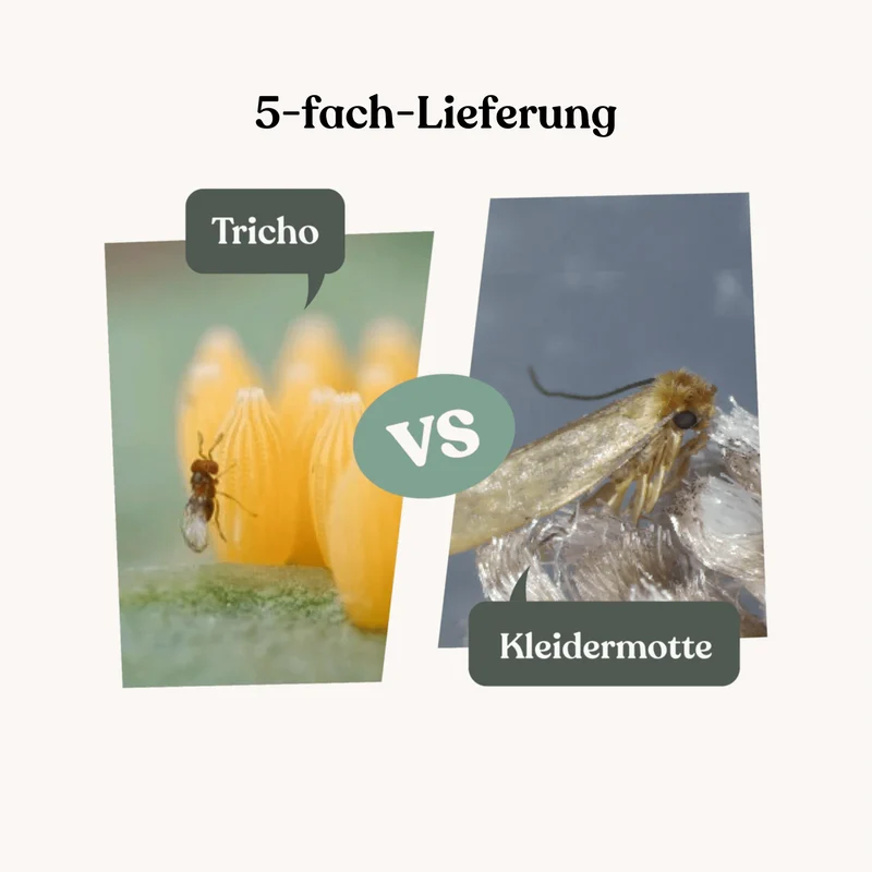 Tricho - gegen Kleidermotten (5-fach-Lieferung)