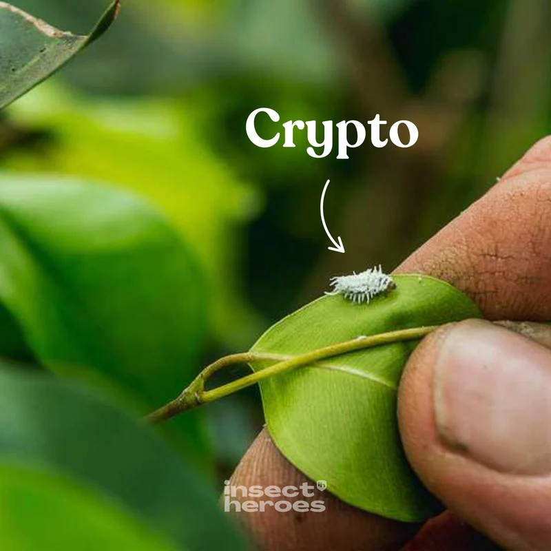 Crypto - gegen Wollläuse