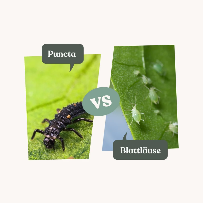 Puncta - gegen Blattläuse