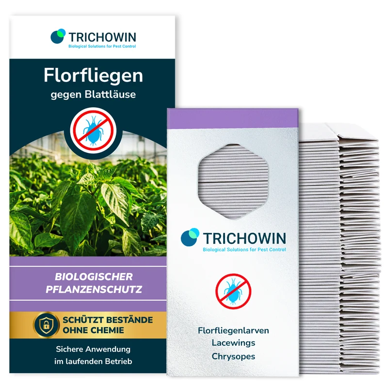 Florfliegen gegen Blattläuse