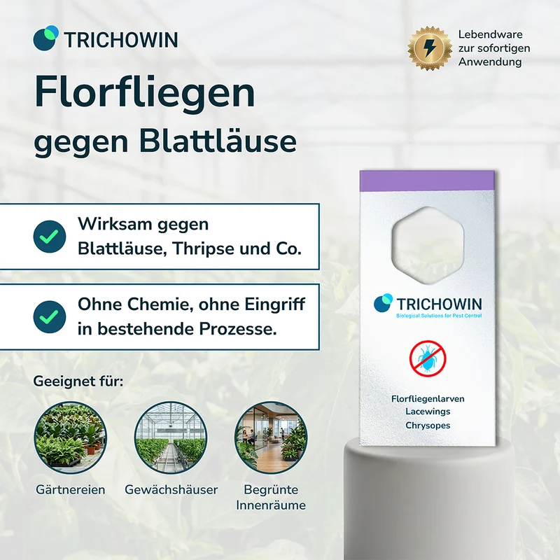 Florfliegen gegen Blattläuse
