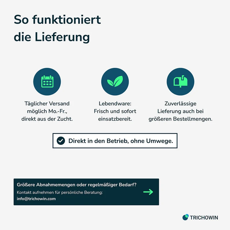 Florfliegen gegen Blattläuse