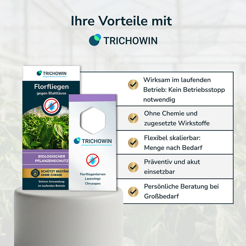 Florfliegen gegen Blattläuse