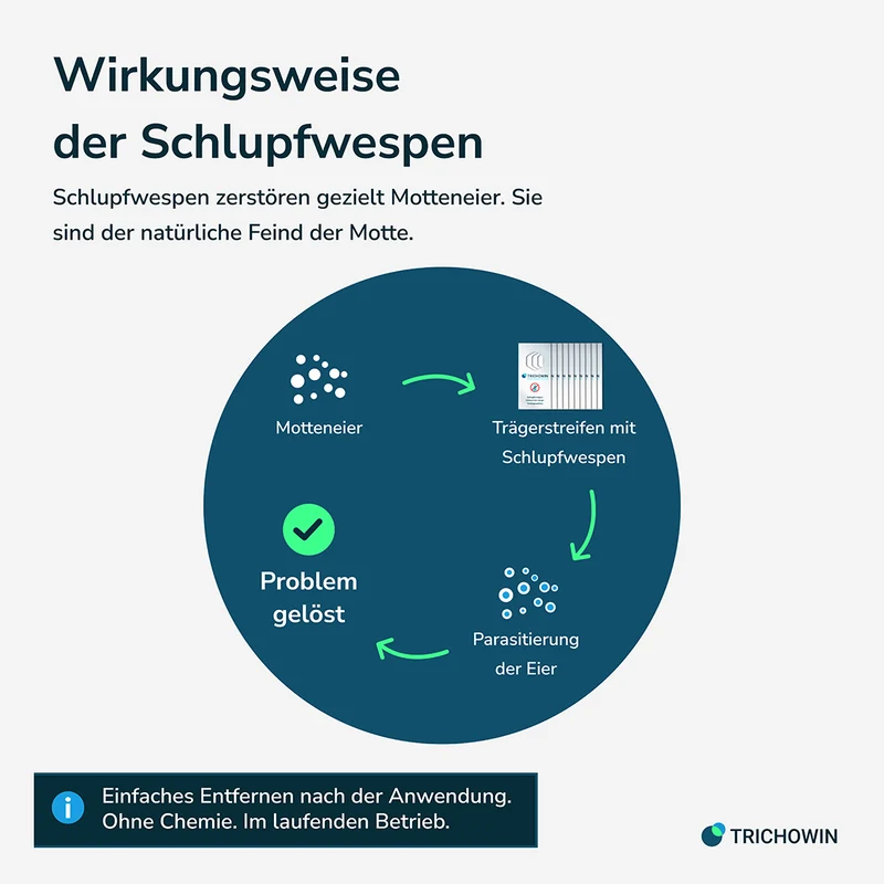 Schlupfwespen gegen Kleidermotten