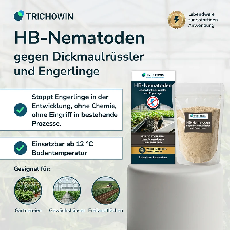 HB-Nematoden gegen Dickmaulrüssler und Engerlinge