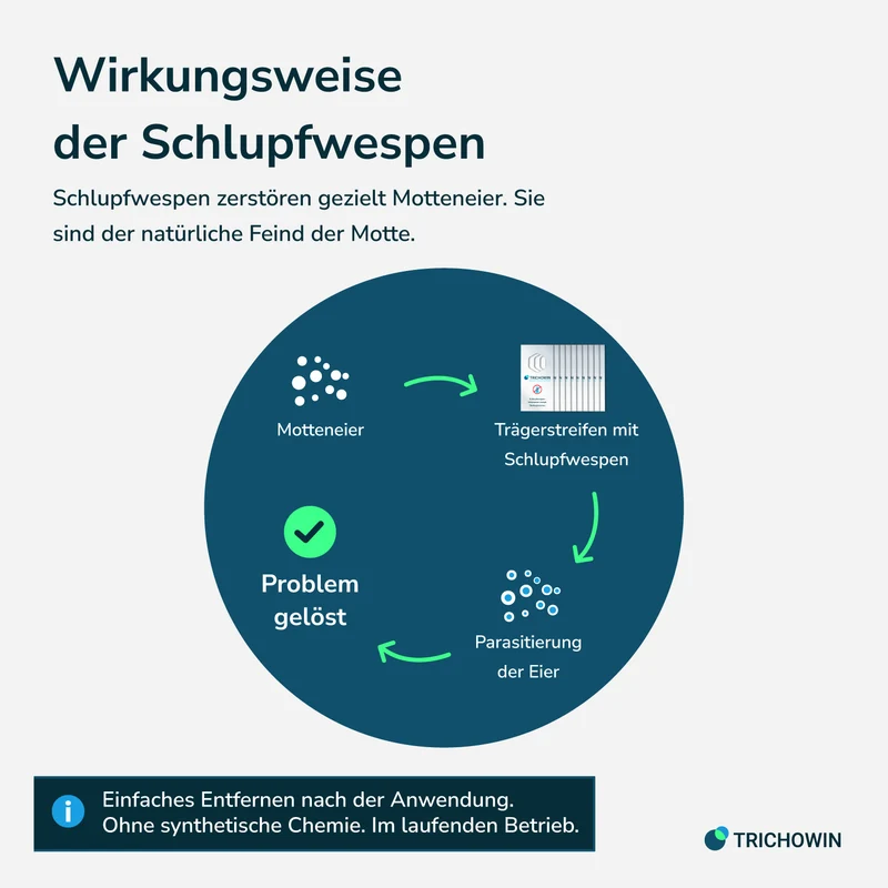 Schlupfwespen gegen Lebensmittelmotten