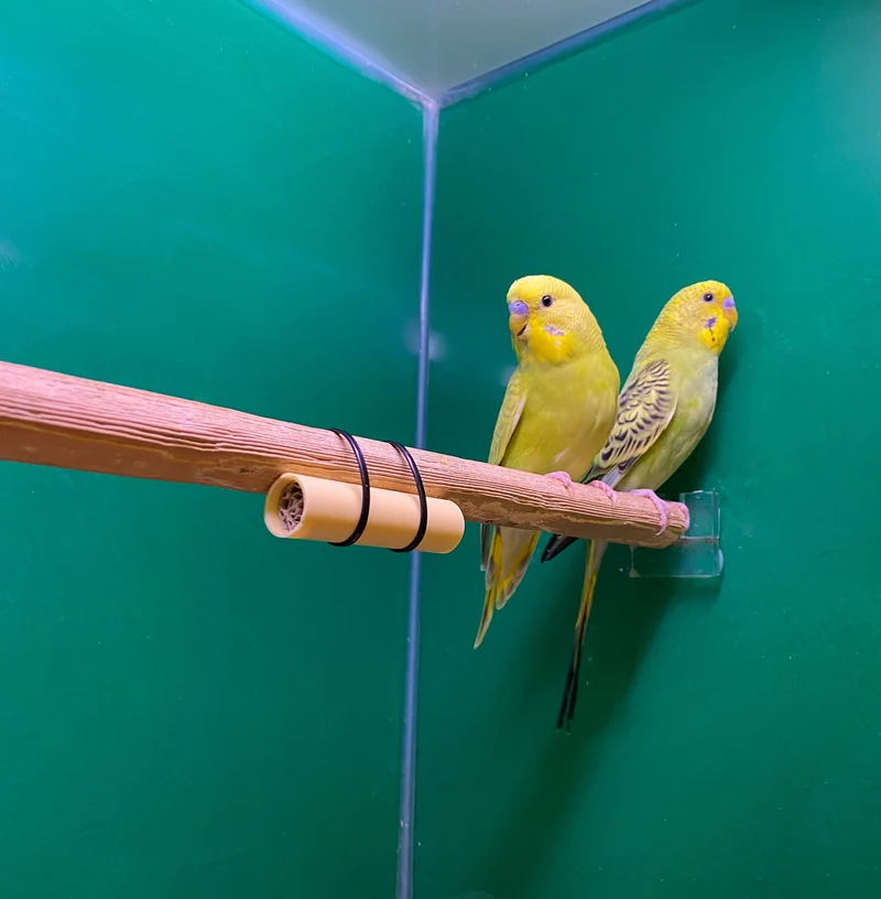 Rote Vogelmilbenfalle