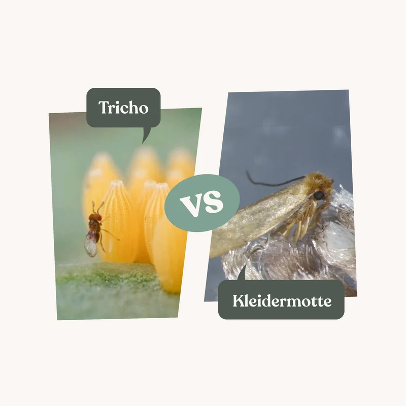 Tricho - gegen Kleidermotten