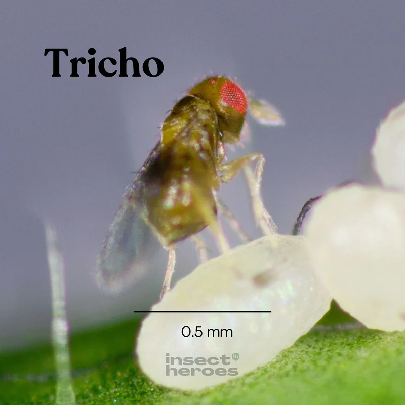 Tricho - gegen Kleidermotten