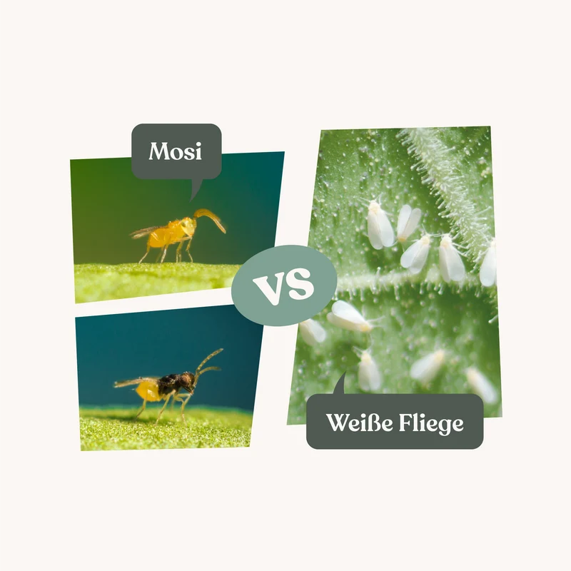 Mosi - gegen Weiße Fliege