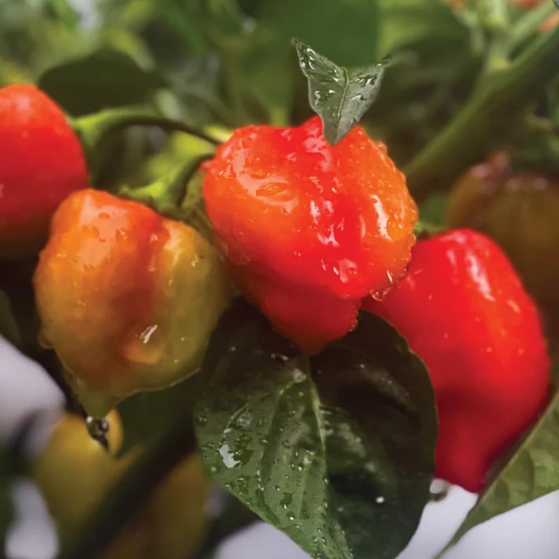 Habanebros Earl Grey Habanero Hot Sauce 60ml (Kyoto Habanero Bergamot)