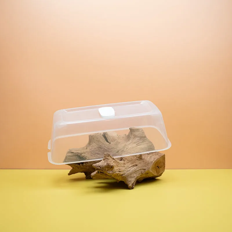 ANZUCHTHAUBE - ROMBERG BOQUBE WEISS