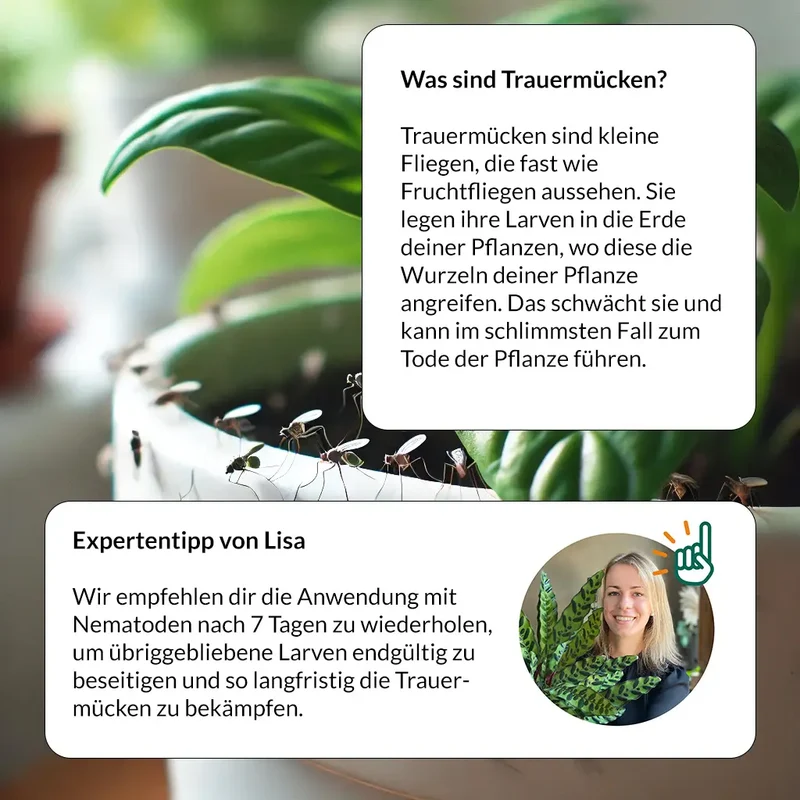 Trauermücken-Bekämpfungs-Set: 2x1 Mio. Nematoden