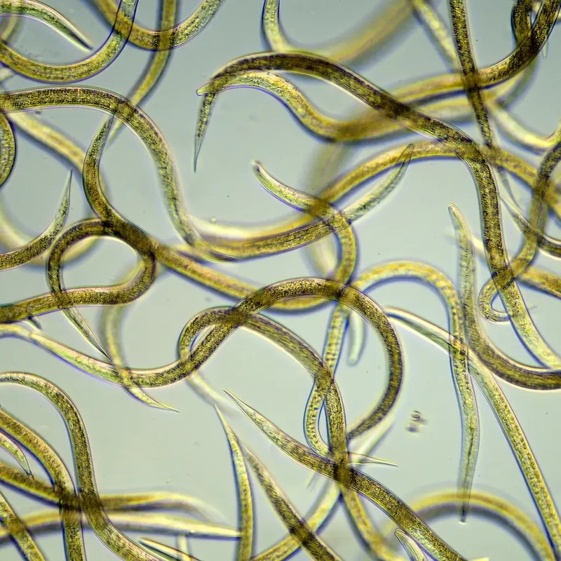 Starterset Trauermücken Adé: Nematoden und Gelbtafeln