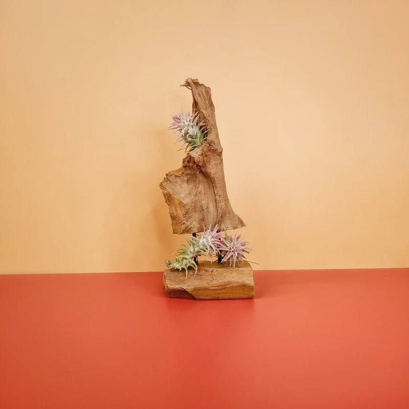 AIRPLANT HOLDER - ROOT ORSA