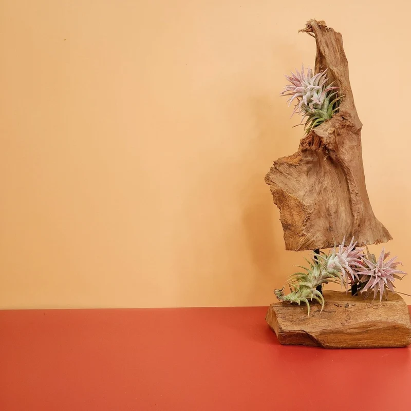 AIRPLANT HOLDER - ROOT ORSA