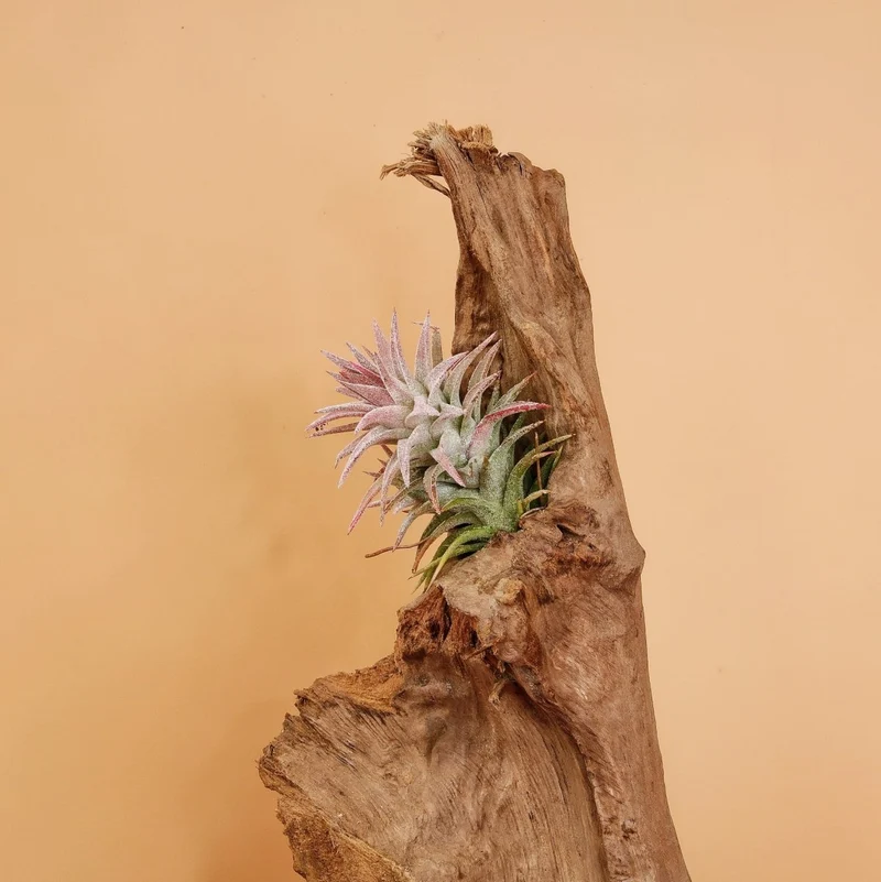 AIRPLANT HOLDER - ROOT ORSA