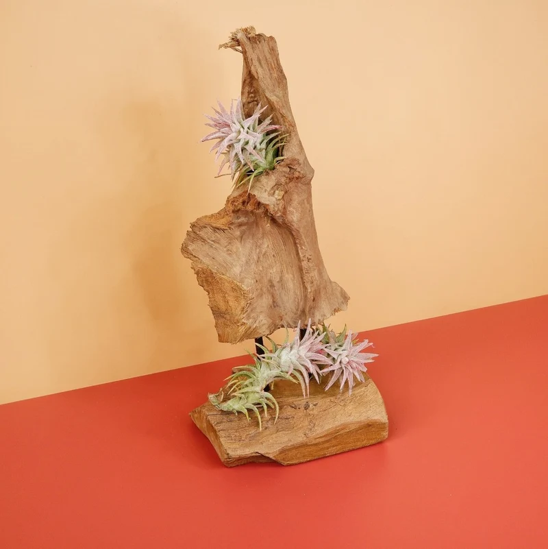 AIRPLANT HOLDER - ROOT ORSA