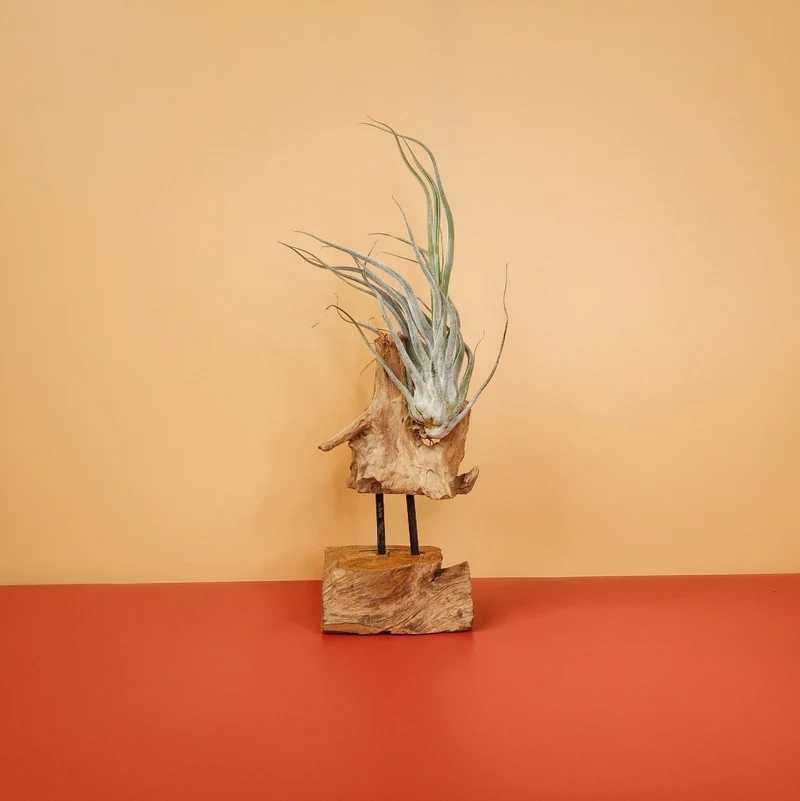 AIRPLANT HOLDER - ROOT VALBO