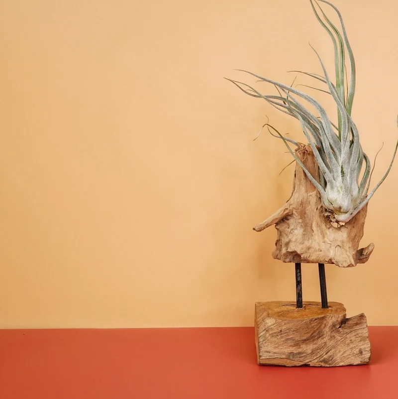 AIRPLANT HOLDER - ROOT VALBO