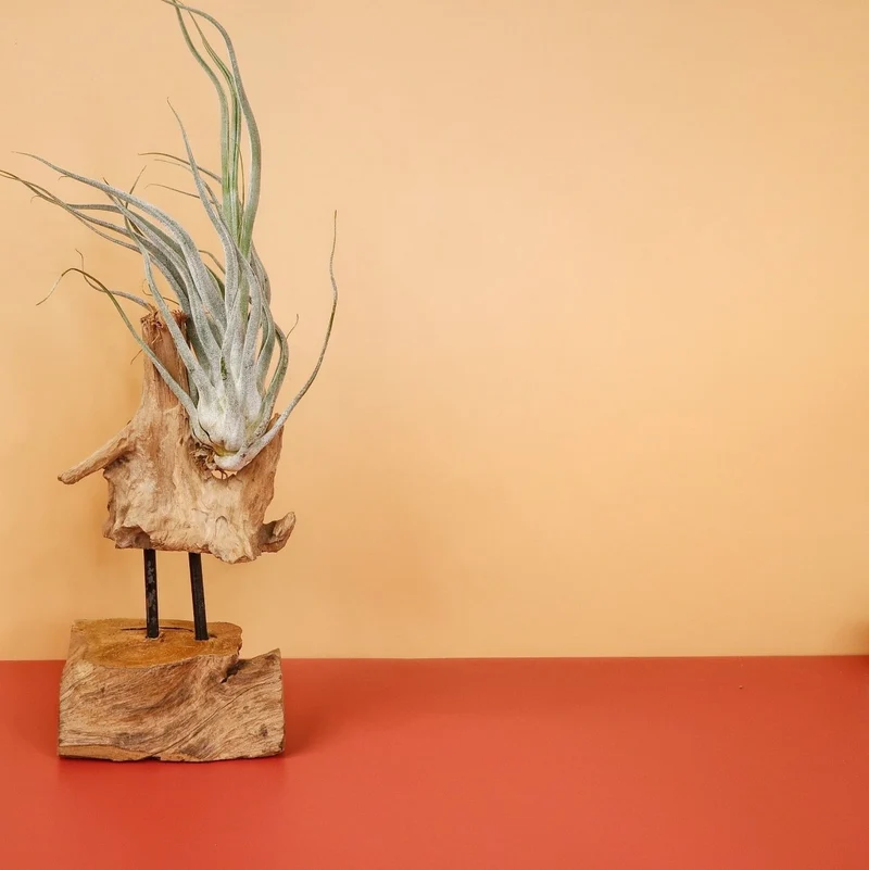 AIRPLANT HOLDER - ROOT VALBO