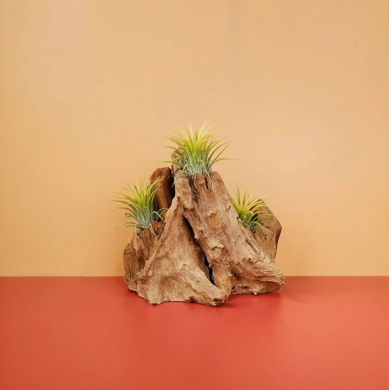 AIRPLANT HOLDER - ROOT KOUVOLA