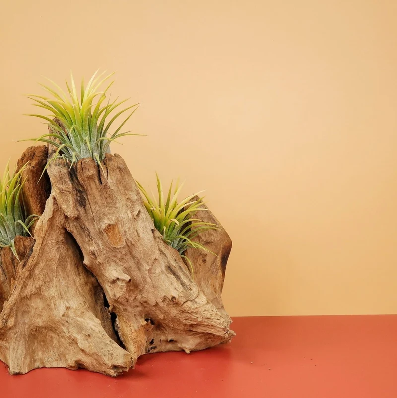AIRPLANT HOLDER - ROOT KOUVOLA