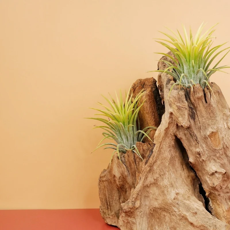 AIRPLANT HOLDER - ROOT KOUVOLA