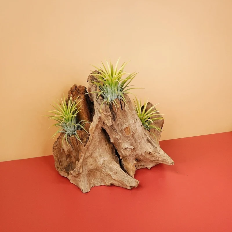 AIRPLANT HOLDER - ROOT KOUVOLA