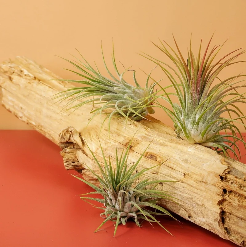 AIRPLANT HOLDER - ROOT LEVANGER