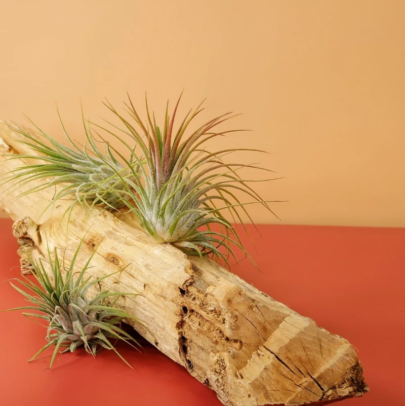 AIRPLANT HOLDER - ROOT LEVANGER