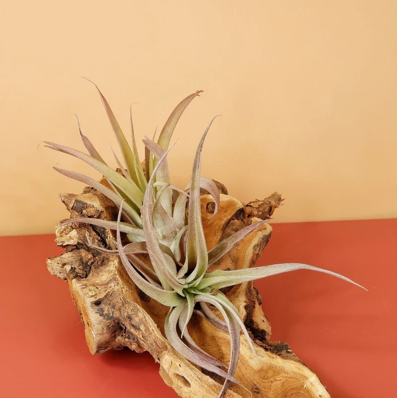 AIRPLANT HOLDER - ROOT ORKANGER