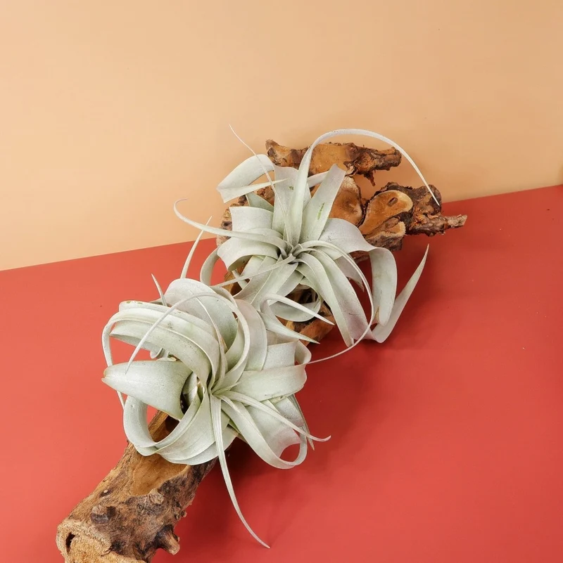 AIRPLANT HOLDER - ROOT ORKANGER