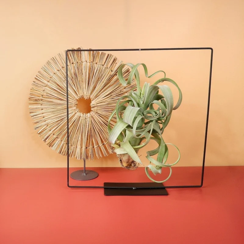 AIRPLANT HOLDER - FRAME BLACK