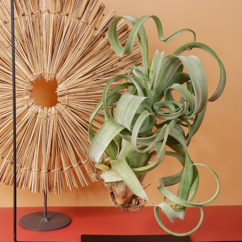 AIRPLANT HOLDER - FRAME BLACK