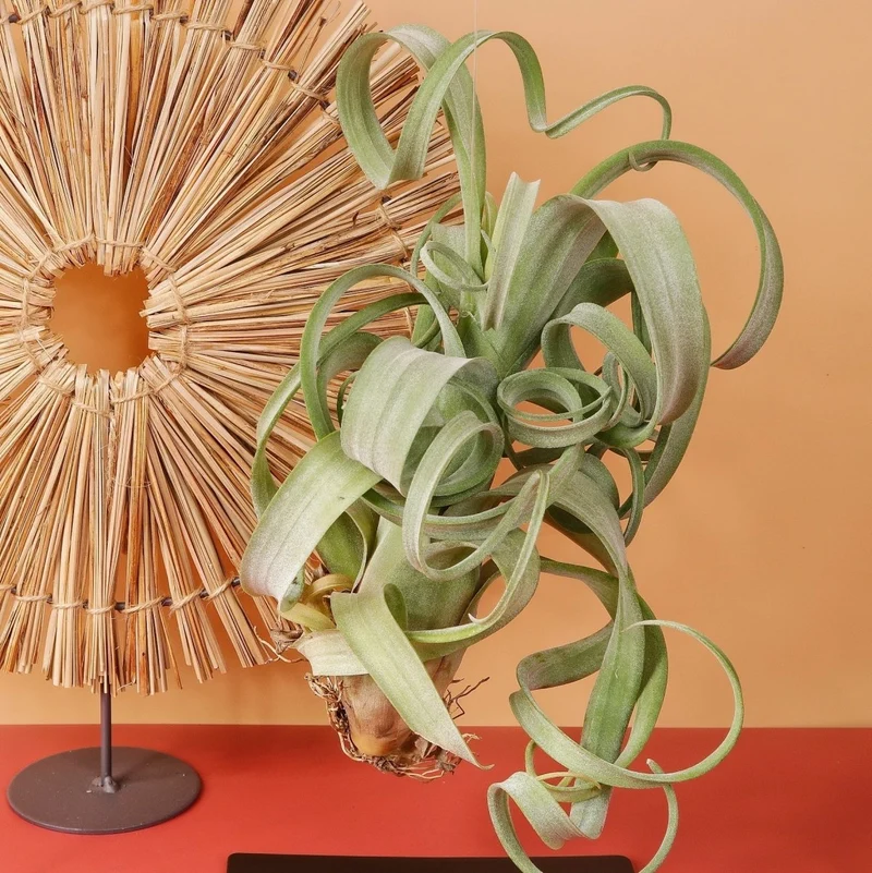 AIRPLANT HOLDER - FRAME BLACK