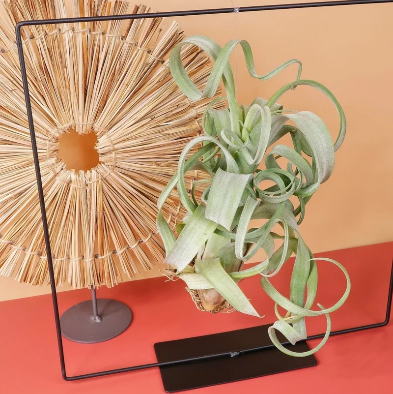 AIRPLANT HOLDER - FRAME BLACK